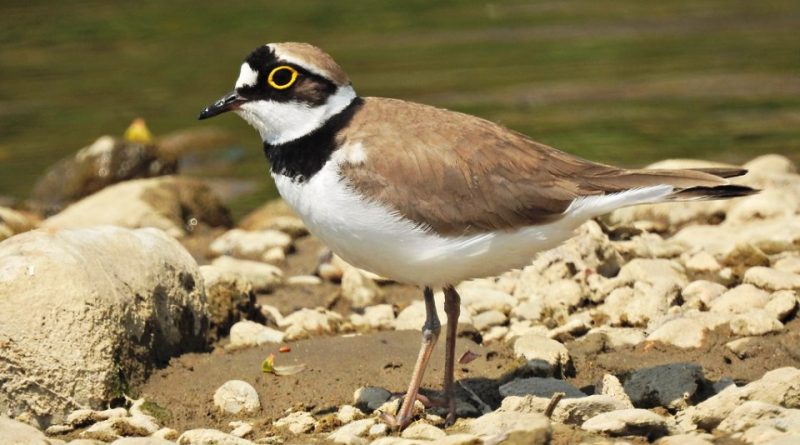 Charadrius dubius