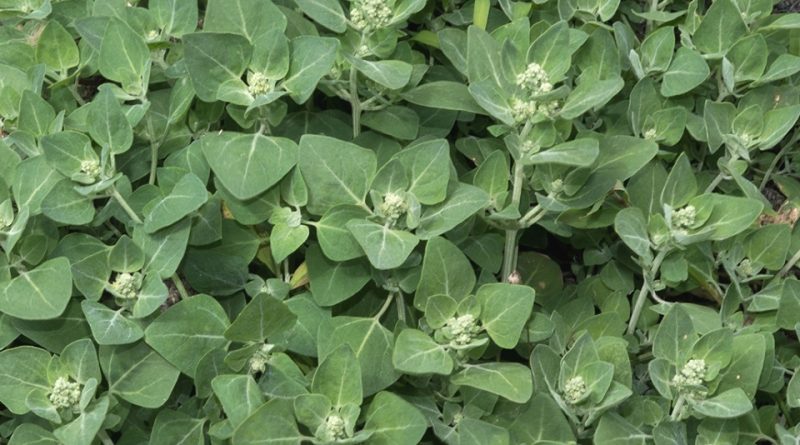 Chenopodium vulvaria