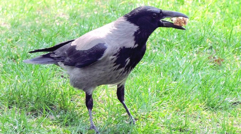 Corvus cornix