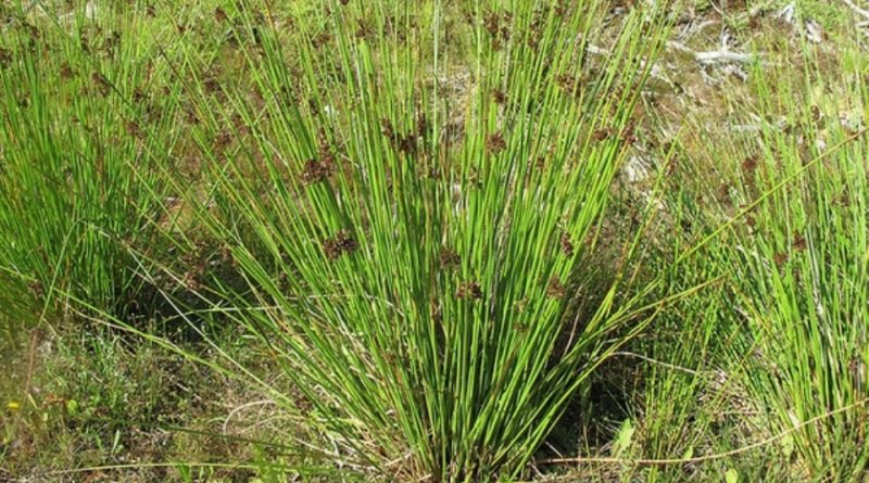 Juncus effusus