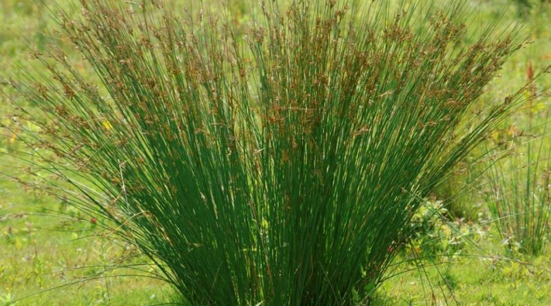 Juncus inflexus