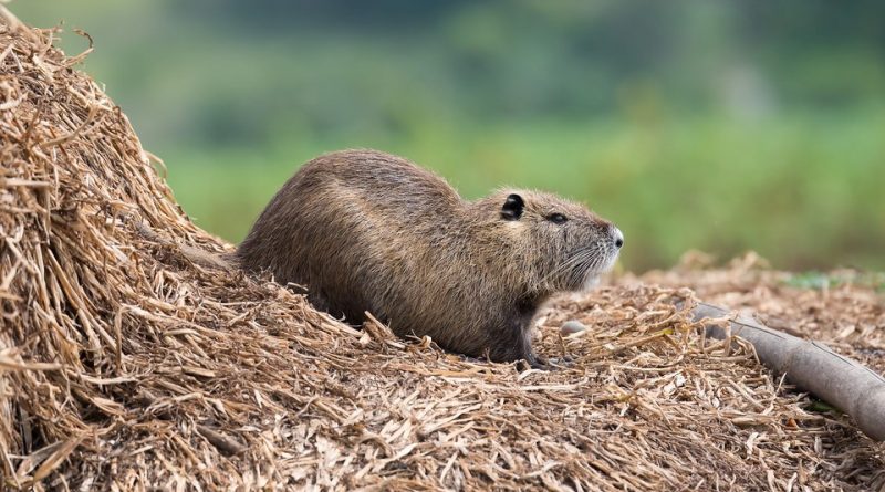 Myocastor coypus