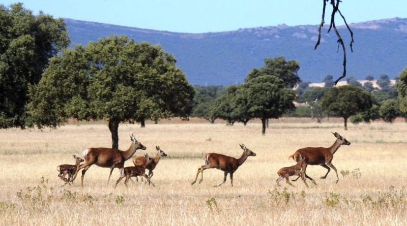 Parco nazionale di Cabañeros