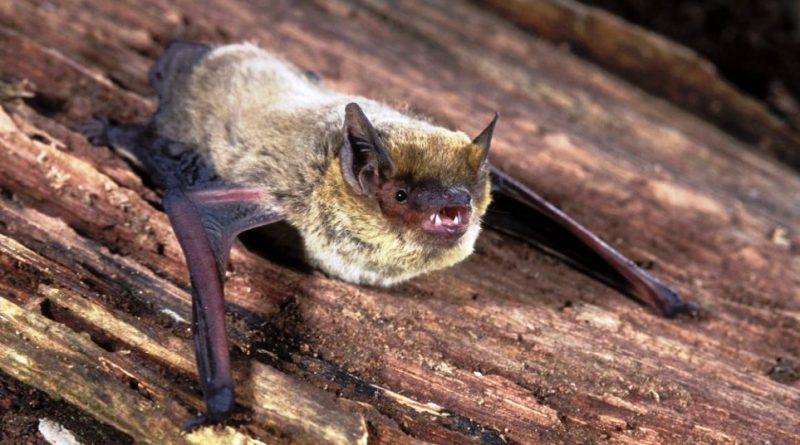 Pipistrellus kuhlii