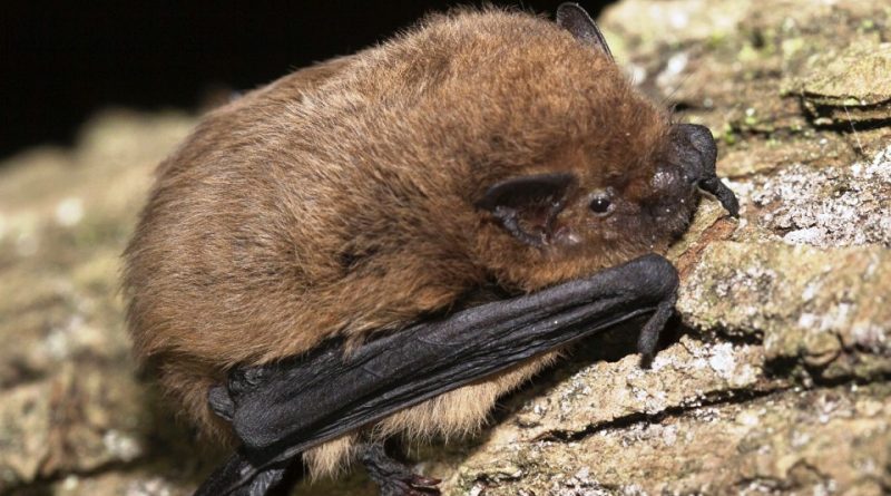 Pipistrellus nathusii