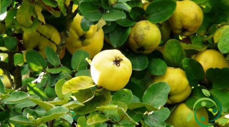 Come si prepara una talea di Cotogno