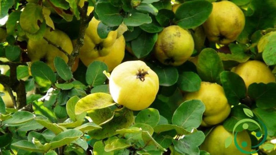 How to prepare a quince cutting technique, precautions