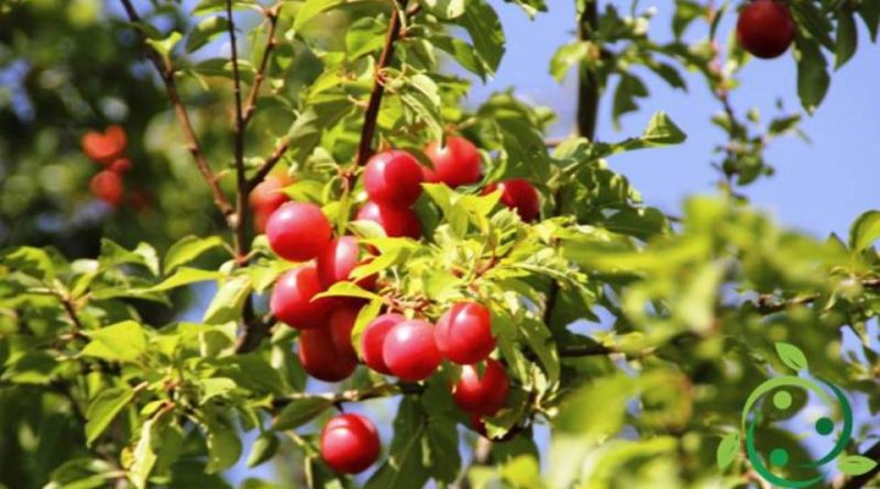 Come si prepara una talea di Mirabolano