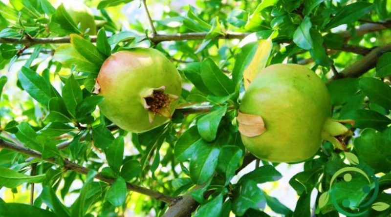 Come si prepara una talea di Melograno