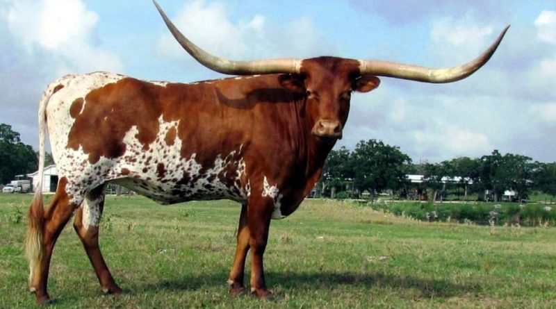 Texas Longhorn