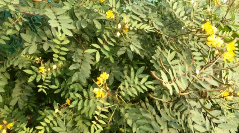 Senna occidentalis