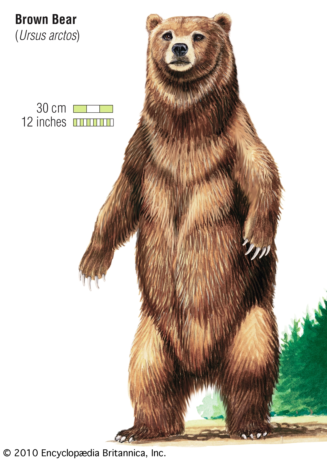 ursus-arctos-sistem-tica-h-bitat-biolog-a-rol-ecol-gico
