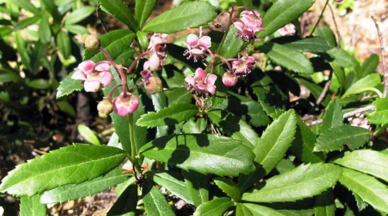 Chimaphila umbellata