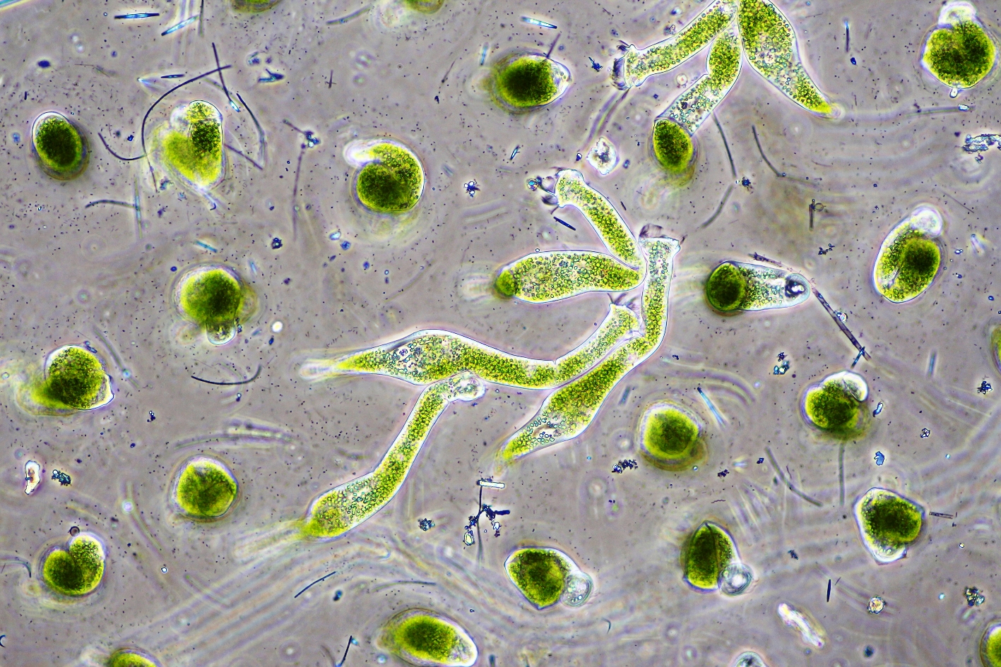 Chlorella vulgaris Sistemática, Etimología, Hábitat, Cultivo...