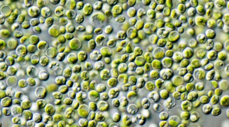 Chlorella vulgaris