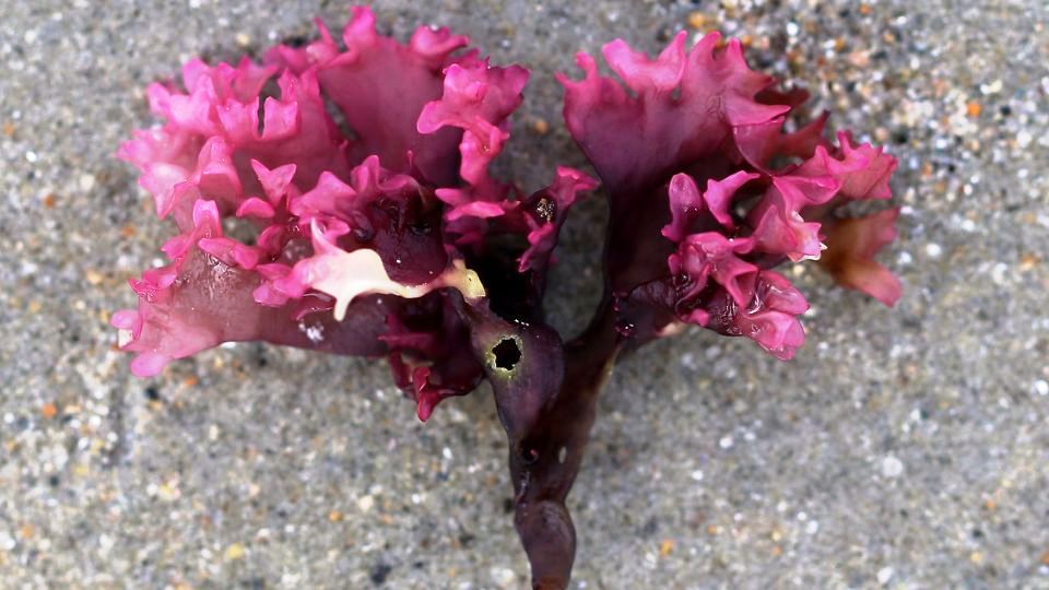 Chondrus crispus Systematics, Etymology, Habitat, Cultivation