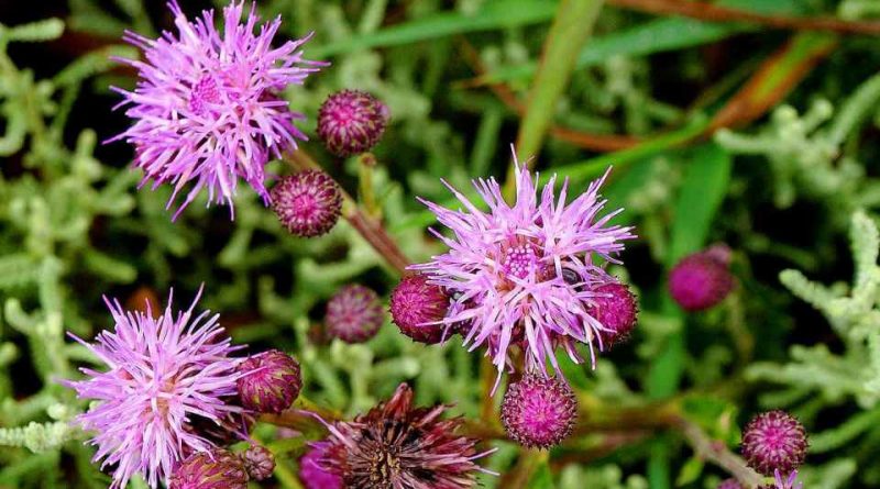 Cirsium arvense