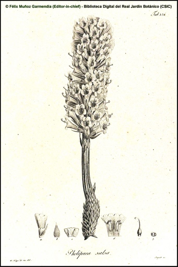 Cistanche salsa Systematics, Etymology, Habitat, Cultivation