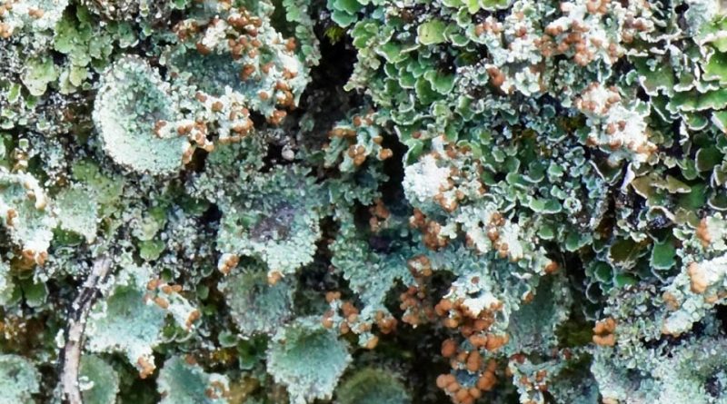 Cladonia pyxidata Systematics, Habitat, Recognition