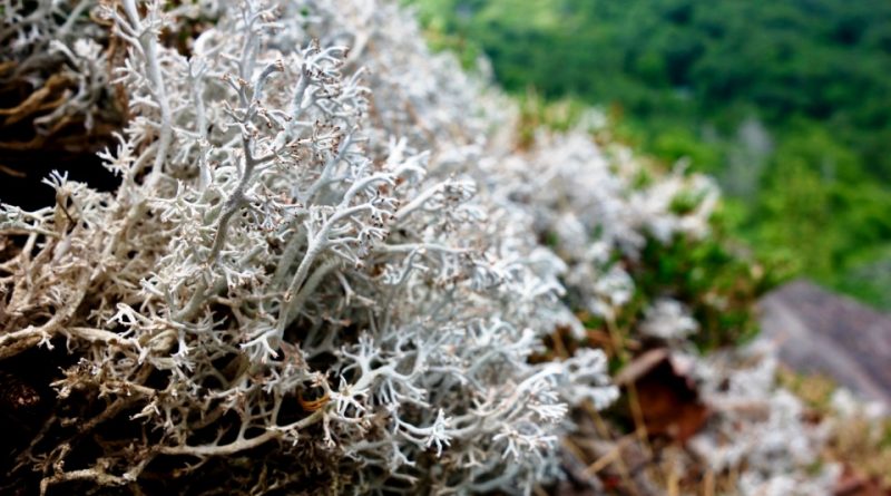 Cladonia rangiferina