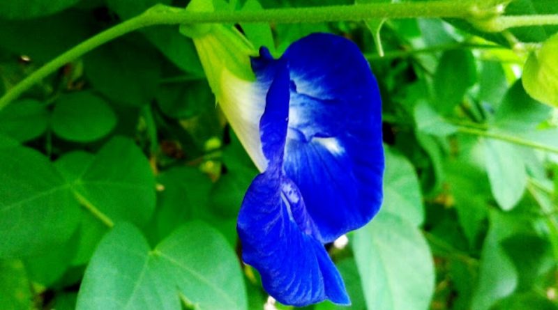 Clitoria ternatea