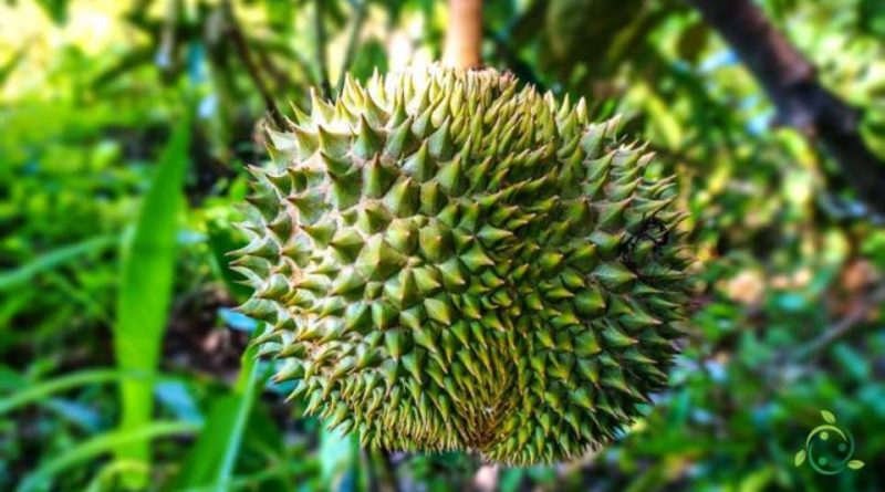 Come si coltiva il Durian