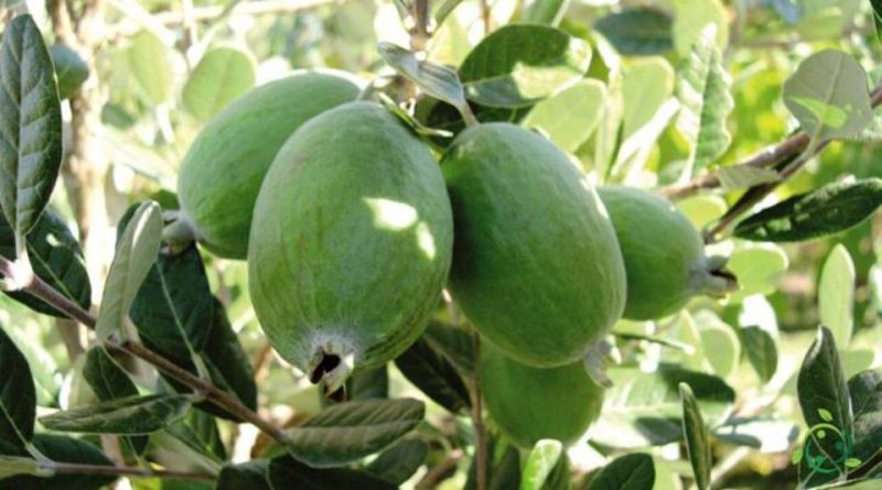 Come si propaga la Feijoa