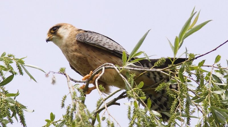 Falco vespertinus