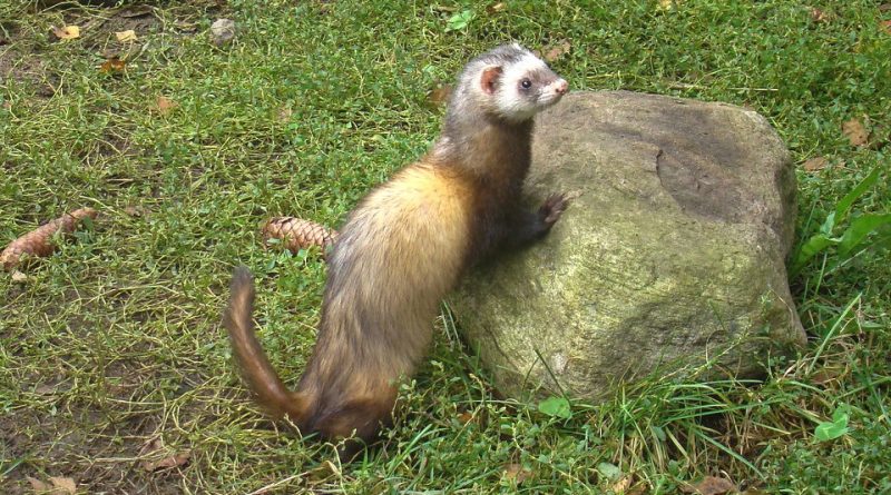 Mustela putorius