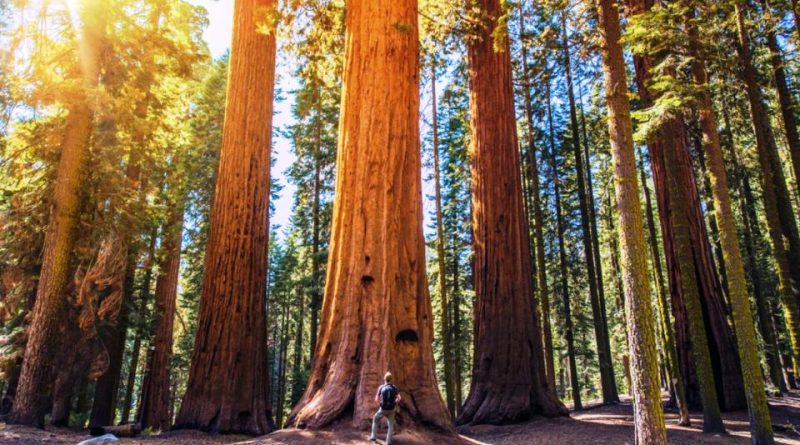 Parco nazionale di Sequoia