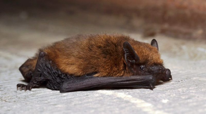 Pipistrellus pipistrellus