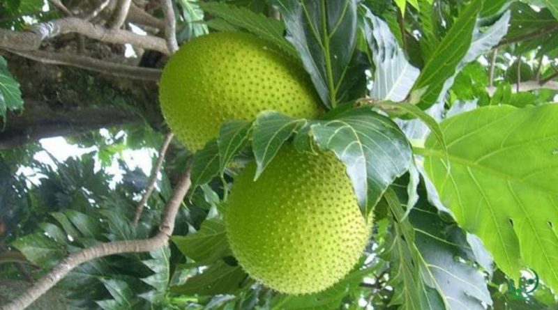 Come si propaga l’Albero del pane