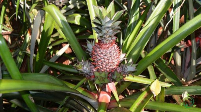 Come si propaga l’Ananas