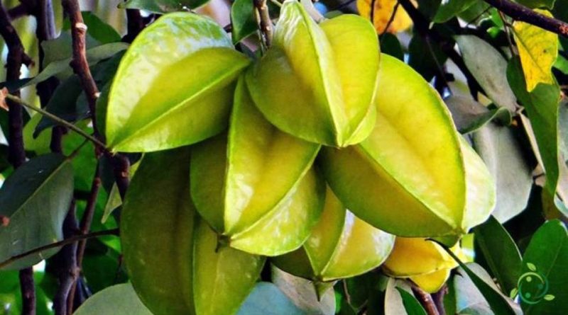 Come si propaga la Carambola