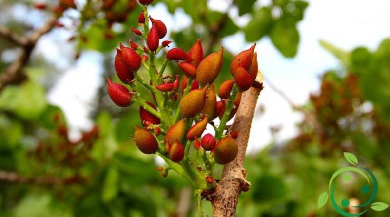 Come si propaga il Pistacchio