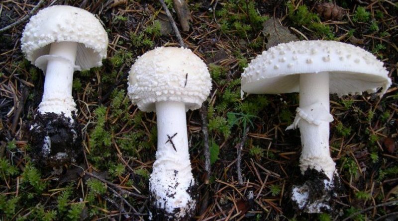 Amanita muscaria var. alba