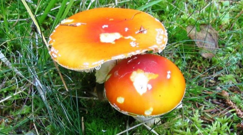 Amanita muscaria var. aureola