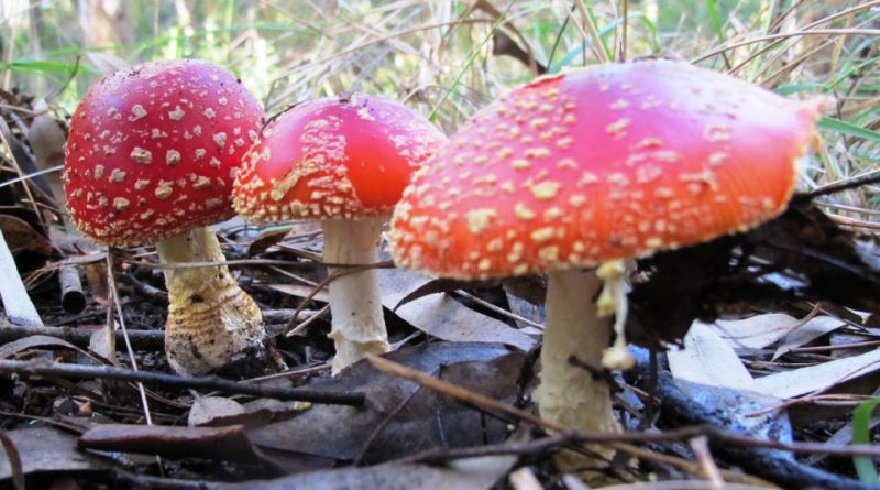 Amanita muscaria var. flavivolvata