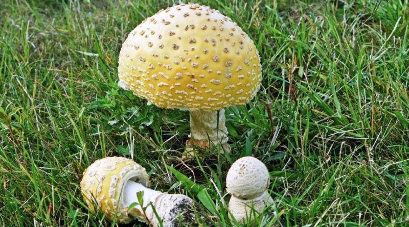 Amanita muscaria var. formosa