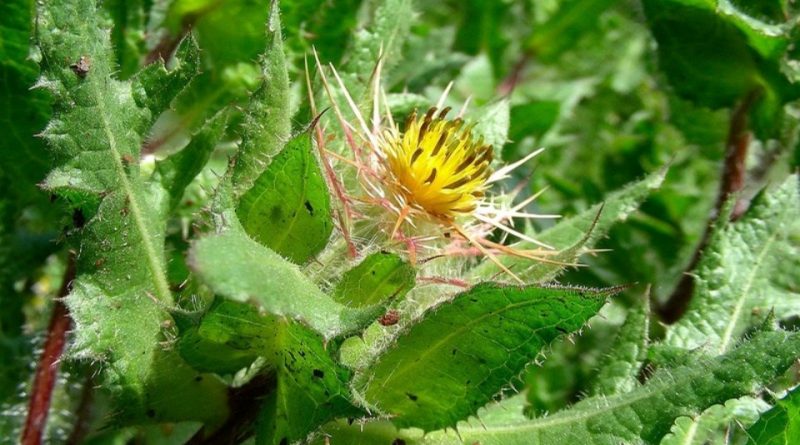 Centaurea benedicta