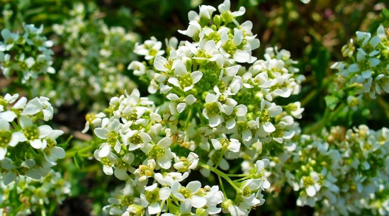 Cochlearia officinalis