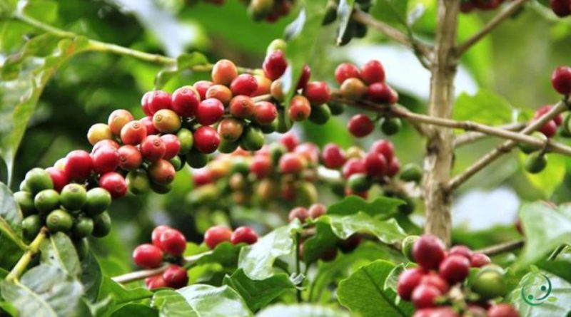 Tecnica di coltivazione della pianta del caffè Archivi - Un Mondo  Ecosostenibile
