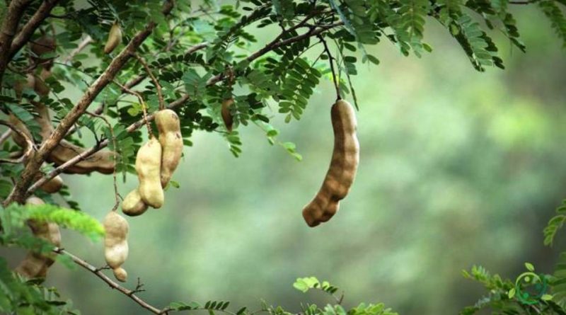 Come si coltiva il Tamarindo