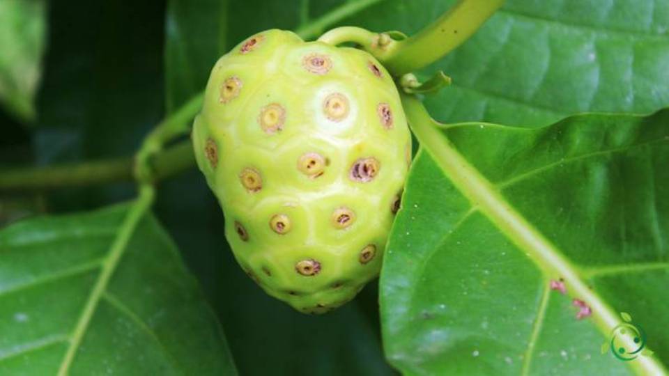 How Noni is grown technique, multiplication, uses