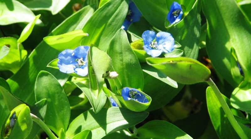 Commelina tuberosa