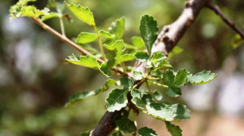 Commiphora africana