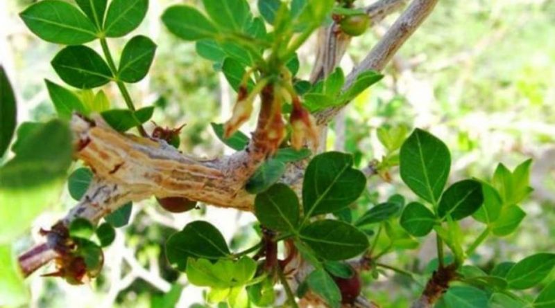 Commiphora gileadensis