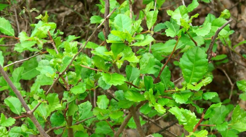 Commiphora habessinica