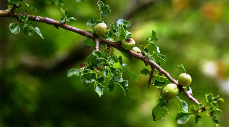 Commiphora schimperi