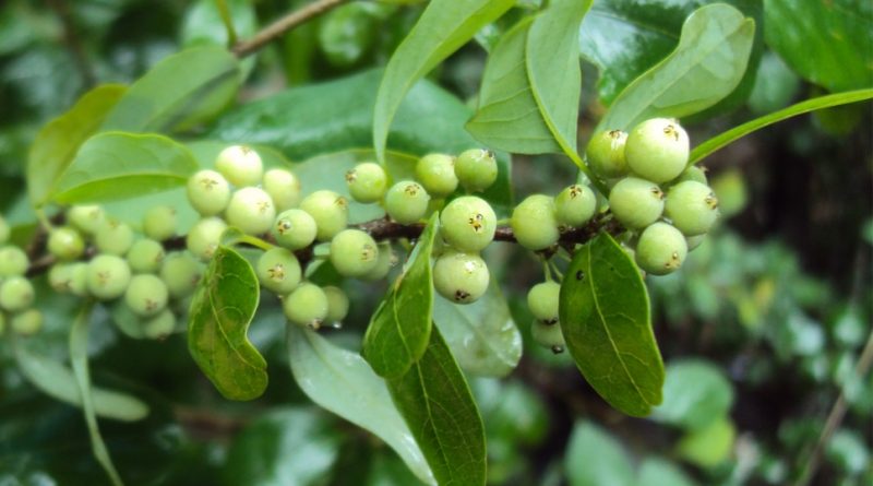 Commiphora wightii